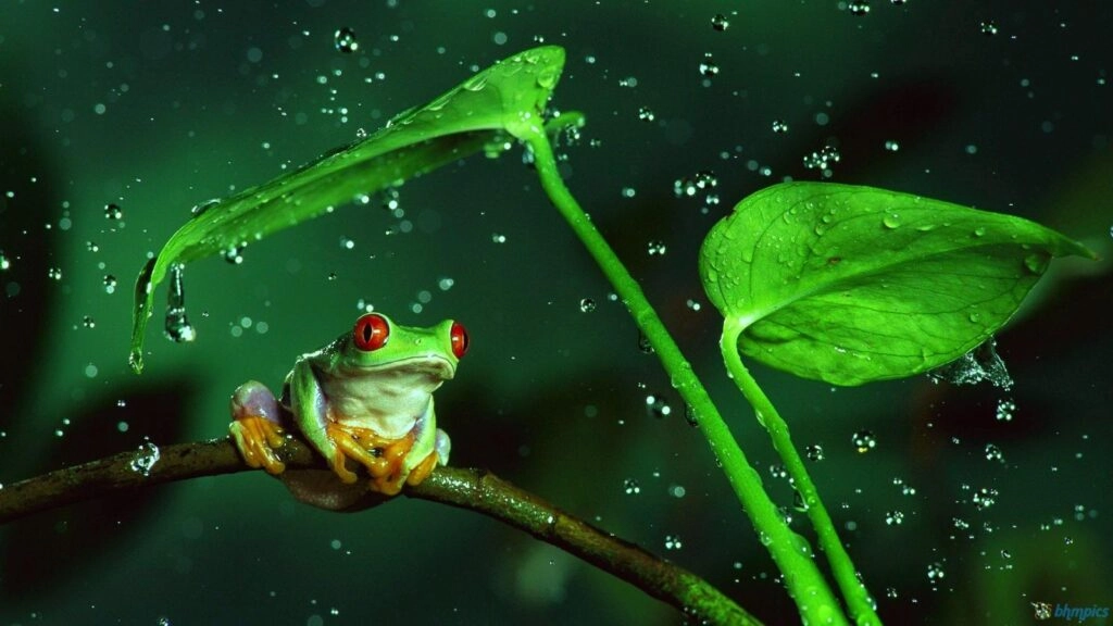 Rainy frog